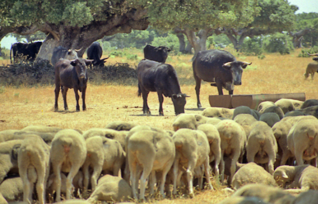 5- Robert Bakewell logró producir ganado con mejores características.