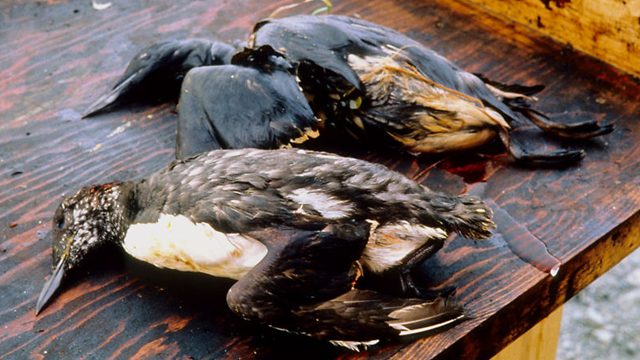 The Exxon Valdez Oil Spill