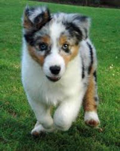 yo compre mi primer perro