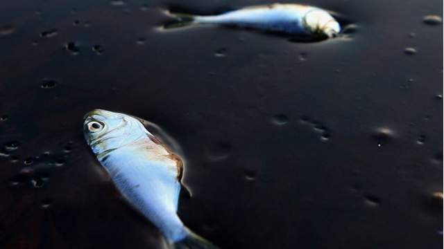 Gulf of Mexico Dead Zone