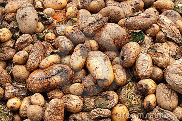 Potato Famine in Ireland