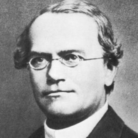 Inheritance - Gregor Mendel
