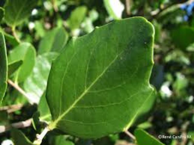 Documental Esclerófilo en Peligro