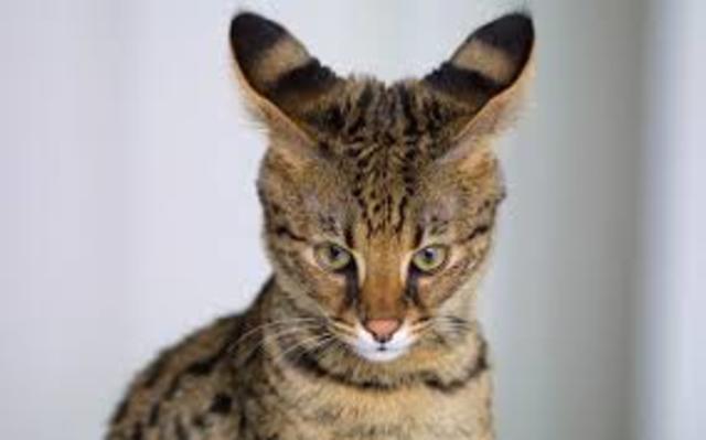 Savannah Cat