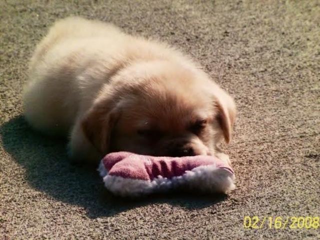 Recibí mi perro se llama Zoey.