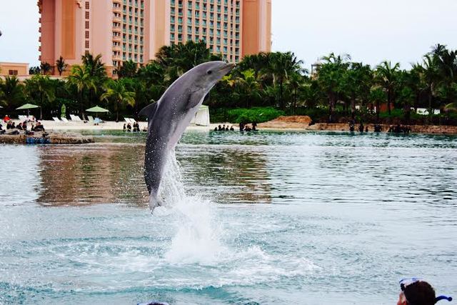 Fui a Atlantis con mi familia.