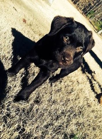 Recibí mi perro se llama Webster.