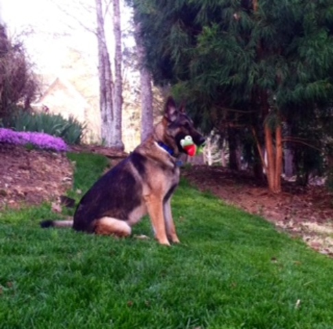 Recibimos nuestro perro