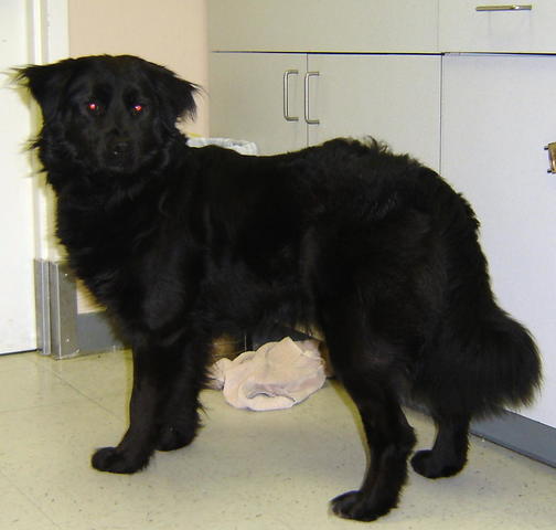 Yo tuve mi primero perro en 2001