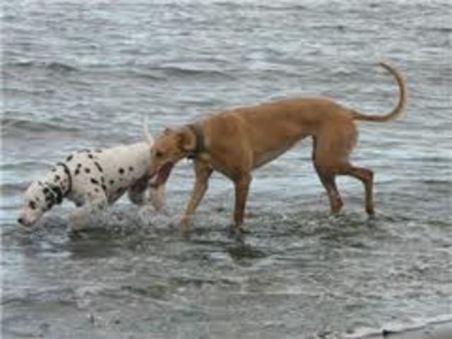 Mis perros morieron en 2003