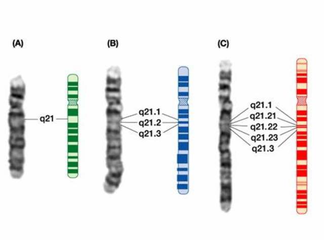 If F. Miescher hadn't discovered DNA, Thomas Hunt wouldn't shown that genes are on chromosomes.