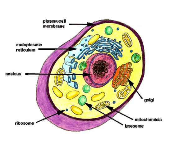Unit 2 - Cells