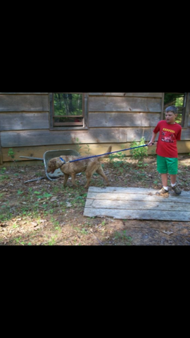 Recibí mi perro primero en el año de 2003. Se llama Abbey. Era verano y hacía un poco calor. La canción de moda era In Da Club de 50 cent.