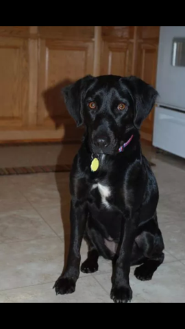 Tuve mi perro winnie en 2011