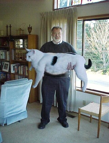Giant Cat