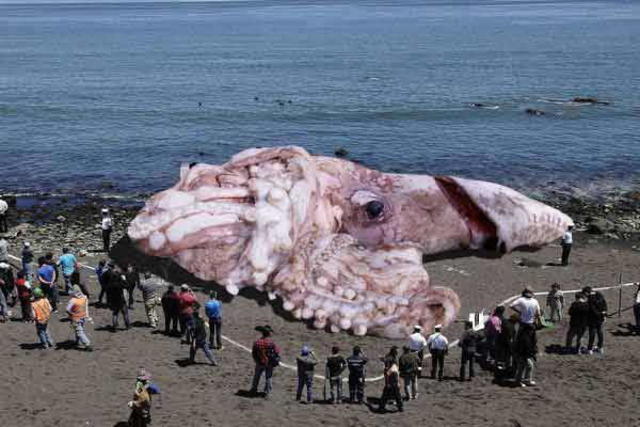 Giant Squid in Santa Monica