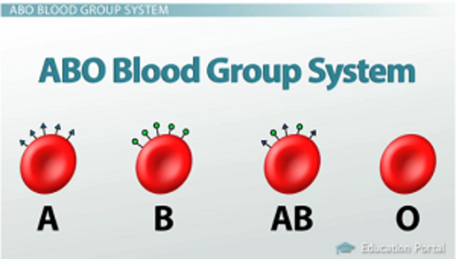 If William Harvey hadn’t postulated his theory about blood’s circulation; Karl Landsteiner wouldn’t have been able to discover the different types of blood.