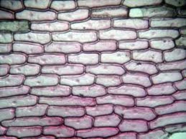 organismes pluricellulaires