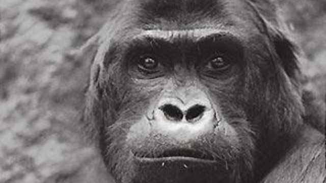 Premiers grands singes