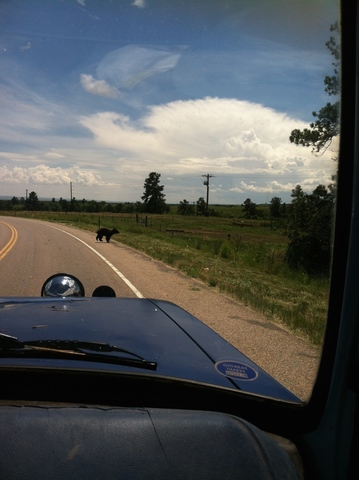 I took a picture of a bear