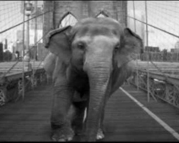 Elephant walks across Eads Bridge