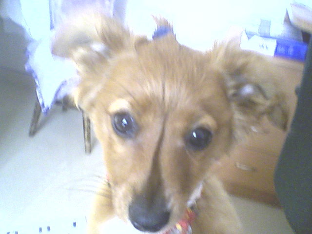 הכלבה שלי נולדה