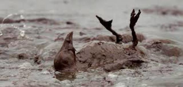 Deep water horizon BP oil spill