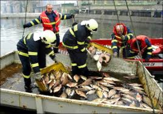 Baia Mare Cyanide Spill