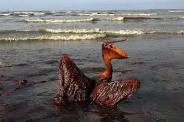 Deep water horizon BP oil spill