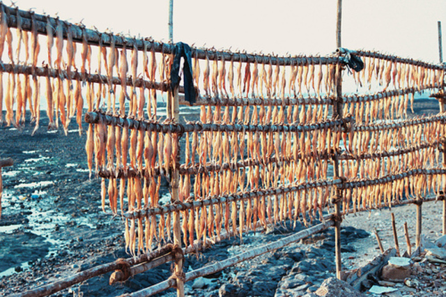 Fishing with the Europeans