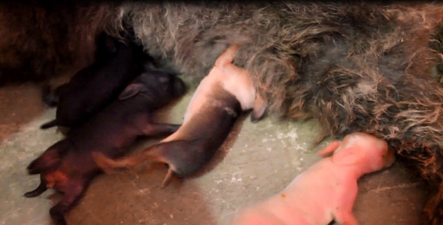 Nacimiento de los hijos de la pelusa