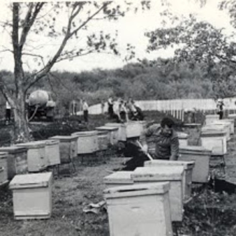 Закупка пчелосемей