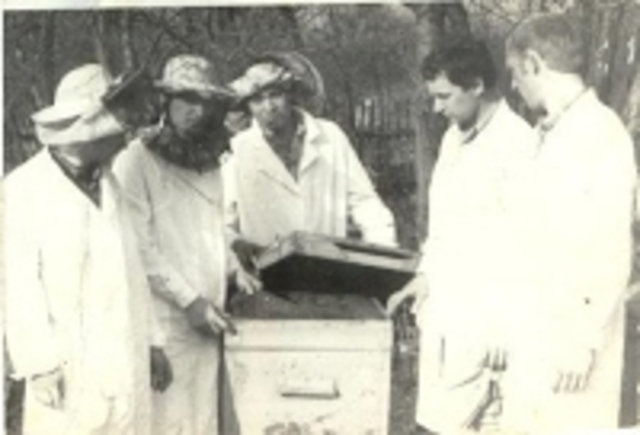 Наращивание пчёл