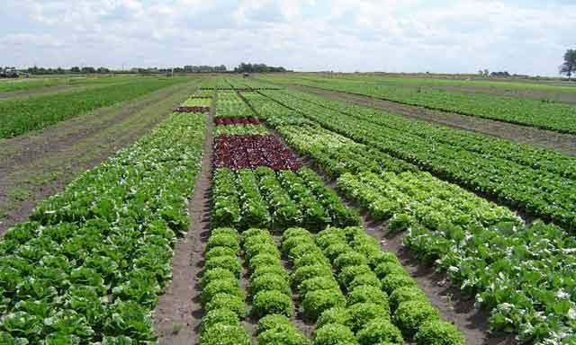 Aumento de la producción Agrícola