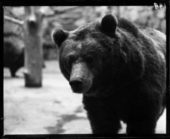 Penny and Jody Baxter go after Old Slewfoot