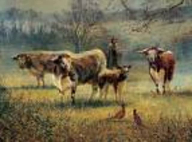 Longhorn Cattle