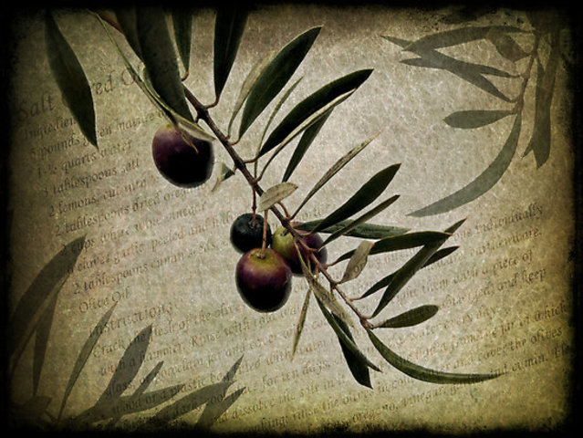 Olive Branch Petition