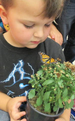 We raised and released 12 monarchs.