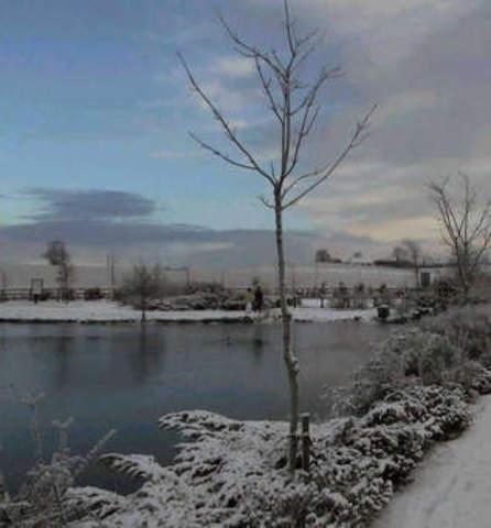 fourth obsevation of the pond