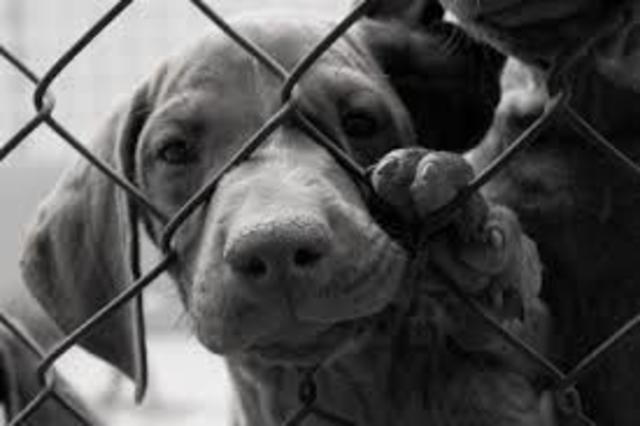 U.S. Animal Welfare Act 1966 (Public Law 89-544)