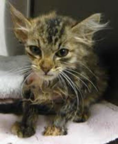 Allen V. Municipality of Anchorage (168 P.3d 890)