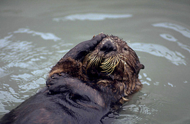 The Exxon Valdez Oil Spill