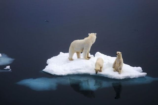 the ecosystem of polar bears