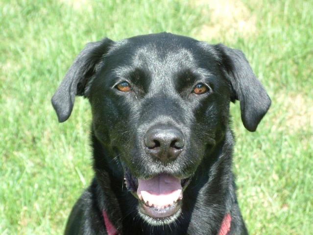 We foster my second dog