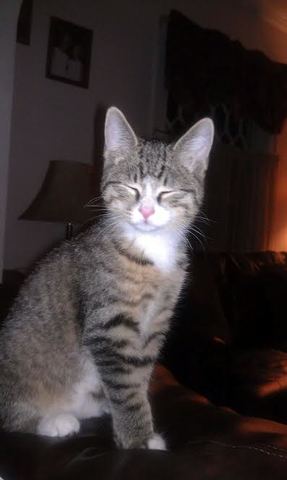 My very first indoor cat was Chester