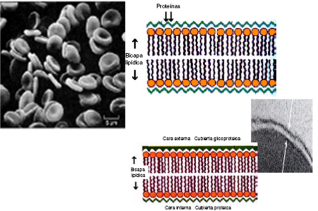 Modelo de Davson y Danielli