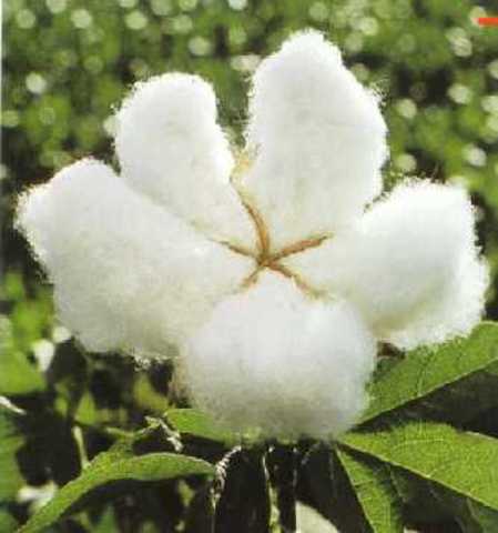 cotton