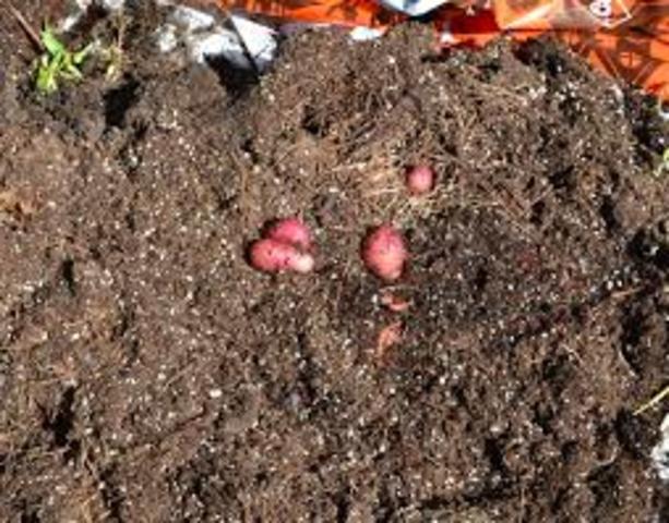 The Third Cause of the French Revolution