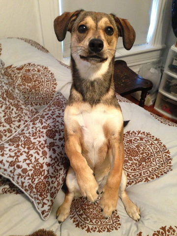 Recibí mi primer perro