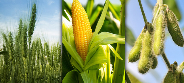 Worked on drying crops for farmers in the future